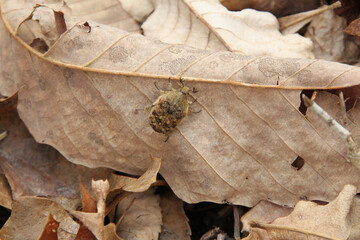 Junebug Climbing the Leaves