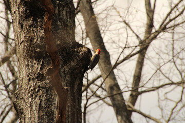 Obraz premium Woodpecker on a Tree