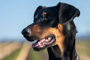 Doberman Dog Breed Outside in Sunshine
