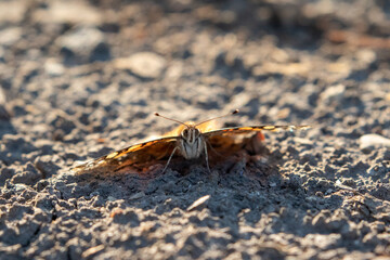 Wild California Moth on Dirt Road