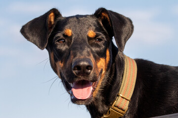 Doberman Pinscher Dog Portrait