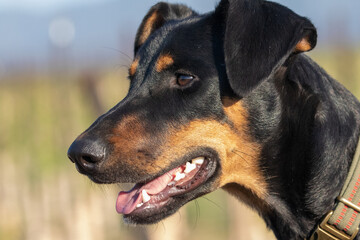 Doberman Pinscher Dog Young, Working Dog in Training
