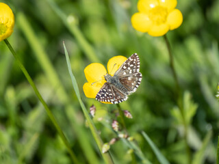 Grizzled Skipper Butterfly, Wings Open