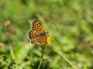 Obraz premium Glanville Fritillary Resting on the Buttercup. Wings Open.