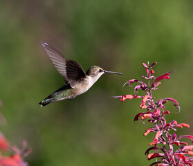 hummingbird in flight