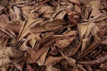 Beautiful of brown dried leaves nature background or texture