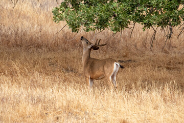 Fototapeta premium Deer Under Oak Tree in California