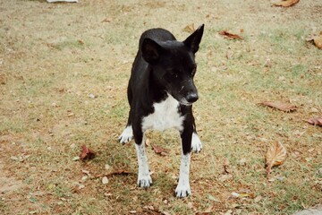 Black and white dog on brown dried grass background