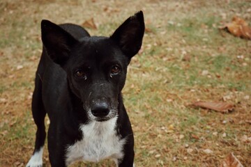 Black and white dog on brown dried grass background