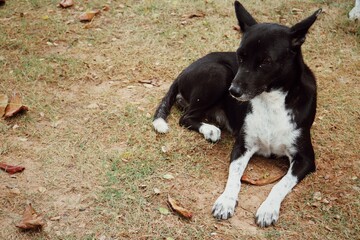 Black and white dog on brown dried grass background
