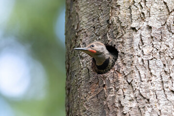 Northern flicker chick