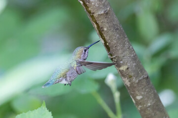 anna's hummingbird licks up sap