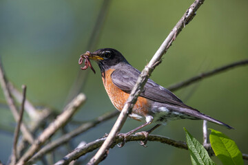 American robin bird