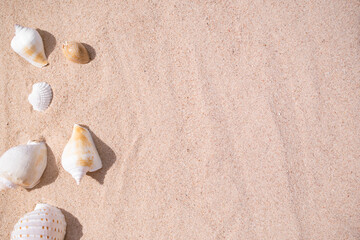 Fototapeta na wymiar Sea shell conch on sand beach at coast. frame flat lay with free space. tropical vacation summer holidays nature at sea concept.