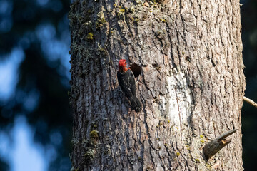 Red breasted sapsucker