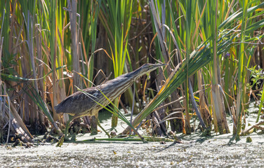 American bittern bird