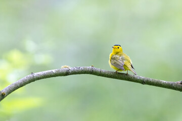 wilson's warbler bird