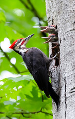 pileated woodpecker bird
