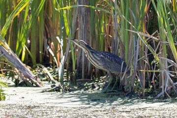 American bittern bird