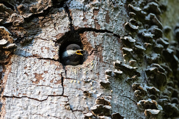 Chestnut backed Chickadee chick © Feng Yu