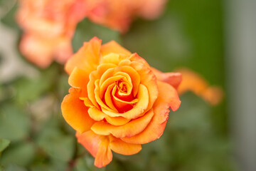 Rosa naranja