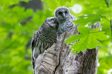 Barred Owl owlet
