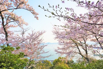 美しい満開の桜と瀬戸内海の展望