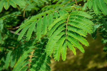 fern leaves