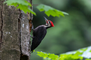 pileated woodpecker bird - obrazy, fototapety, plakaty