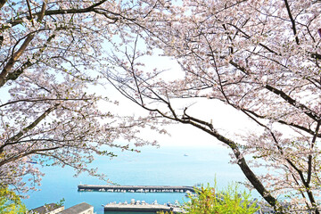 美しい満開の桜と瀬戸内海の展望