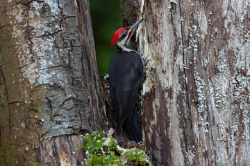 pileated woodpecker bird