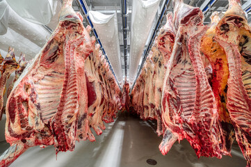 Lots of beef carcasses hang in the large refrigerator. Refrigerating chamber for preliminary...