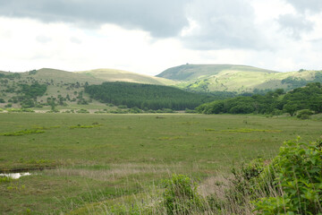 Fototapeta premium 夏の霧ケ峰湿原 七島八島 八島湿原 信州ビーナスライン