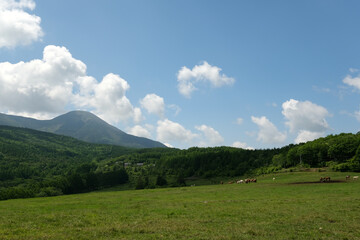 牧場の馬