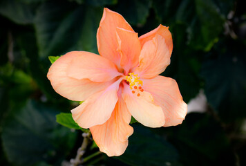 Peach Hibiscus Flower Close up