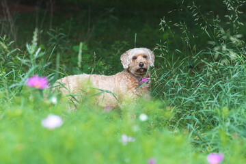 Golden Doodle sitting in a wild flower field