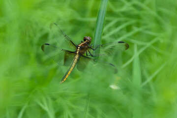Fototapeta premium Close up of dragon fly in a flower garden