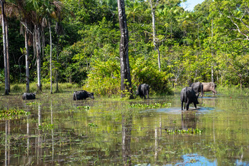 Cria&ccedil;&atilde;o de B&uacute;falos em &aacute;rea alagada na Amaz&ocirc;nia. 