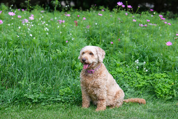 Fototapeta premium Golden Doodle sitting in a wild flower field
