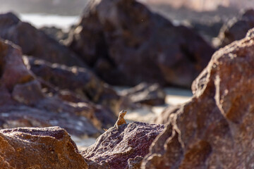 Encurralado nas pedras a beira mar