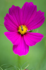 Close up of pink Cosmo wild flowers