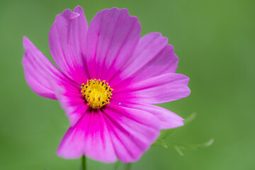 Close up of pink Cosmo wild flowers