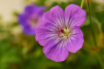 ゲラニウムの花のアップ