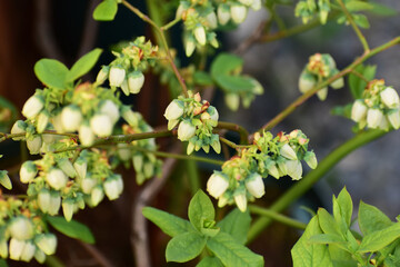 たくさん花が付いたブルーベリー