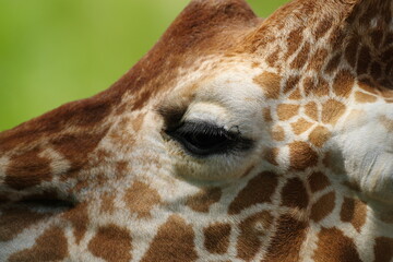 Obraz premium キリン