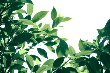 green leaves isolated on white background