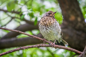 A fieldfare chick, Turdus pilaris, has left the nest and is sitting on a branch. A chick of fieldfare sitting and waiting for a parent on a branch.