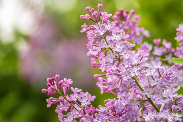 Pink Blooming Lilac Flowers in spring with blured background