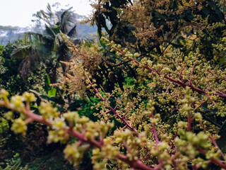 This is the mango flower close-up macro shot in the morning in the winter season in india.