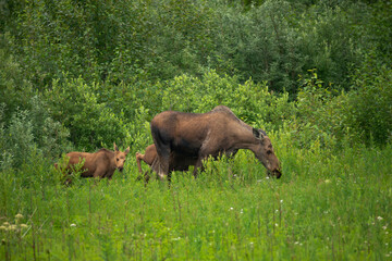 Moose Cow with Calves a the edge of the forest